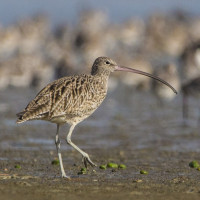 Far Eastern Curlew